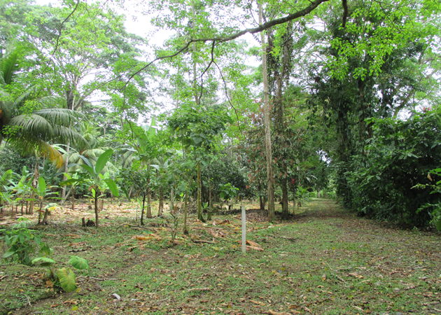 Haus - Sicheres Investment in Puerto Viejo - Karibik