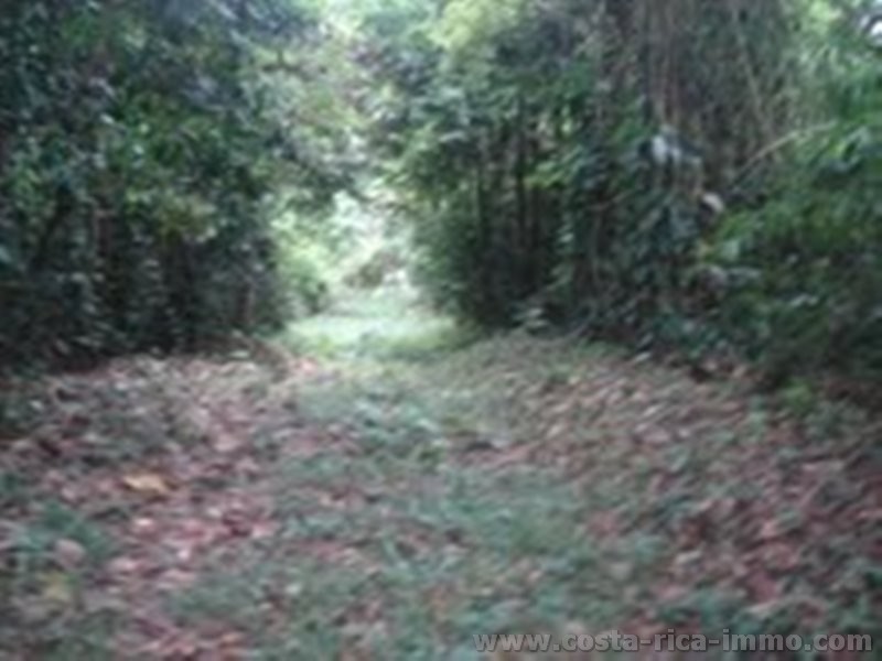 20 ha Finca am Ortsrand von Cahuita, mit Flussanstoss, Wasserf�llen, Urwald, Weiden, etc.