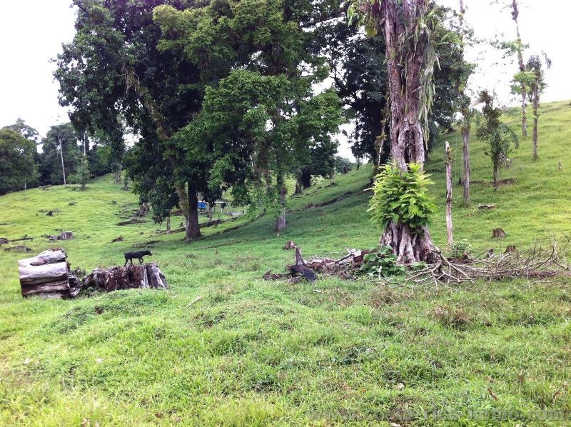 Farm with 197 ha, forest, meadows, waterfalls, streams at El Tirge de Sarapiqui