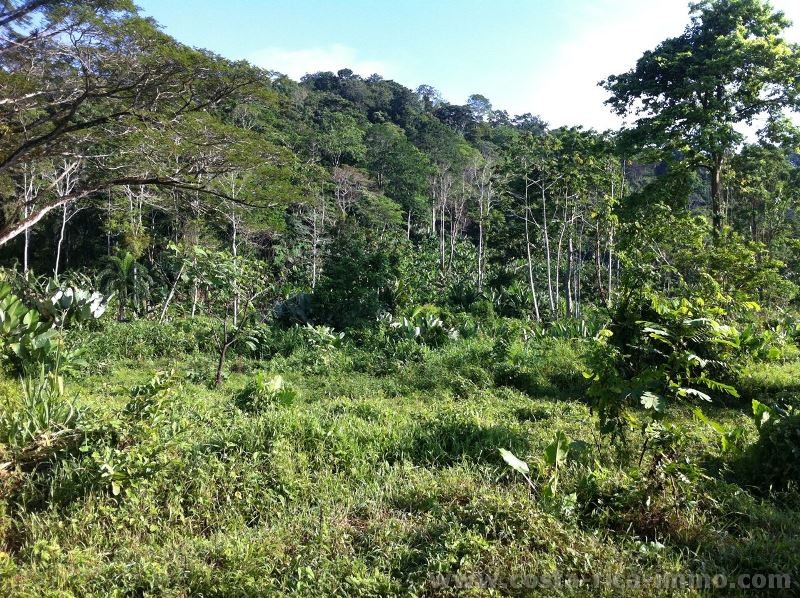 Sehr sch�ne Finca mit 40 ha, mit Bachanstoss, Wasserfall, Urwald, Weiden bei Penshurt 