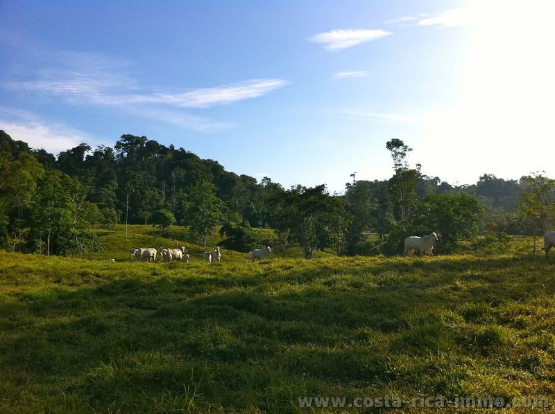 Wundersch�ne Farm bei Cahuita, mit viel Weideland und Urwald, voll erschlossen