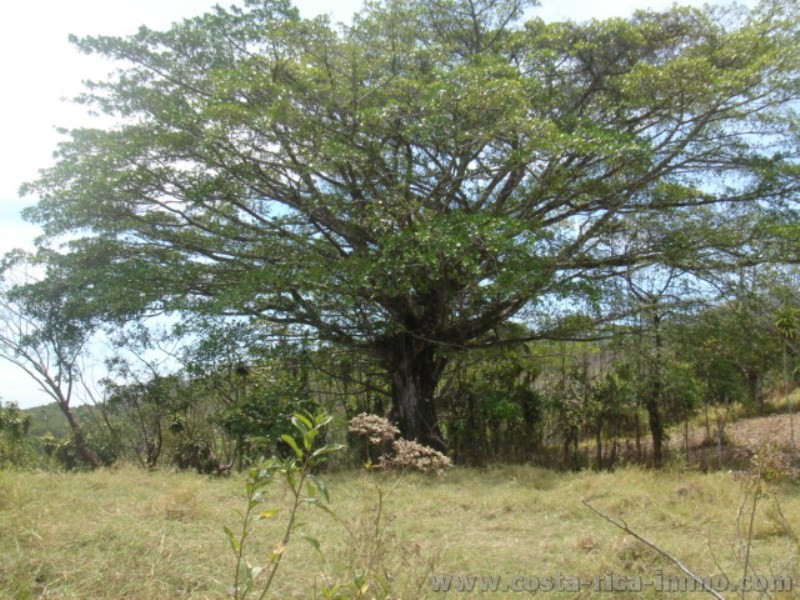 Finca mit 4 ha 5798 m2 Gr�sse bei San Isidro de Atenas. 