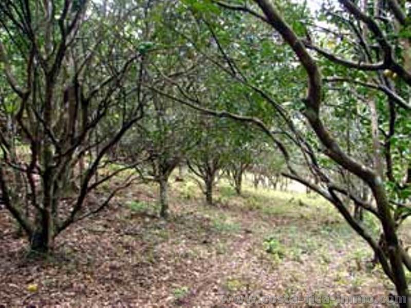 7 ha finca con plantacion de naranjos cerca de Las Juntas, Abangares, Guanacaste