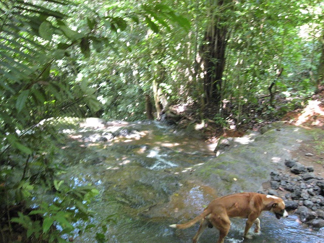 Ganga, 75 acres de granja con colinas, arroyos m�ltiples en Las Mesas - Parrita para vender
