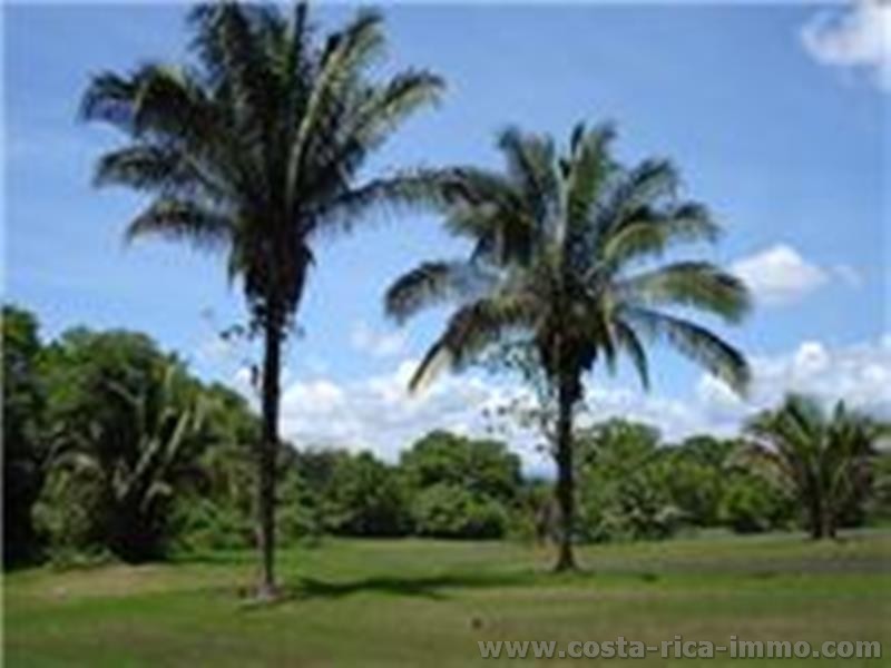 Osa 10.5 ha Finca bei Plamita de Osa - S�dpazifik