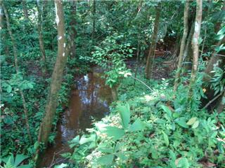 10 ha Finca mit viel Weideland und Wald - Pazifik s�d 
