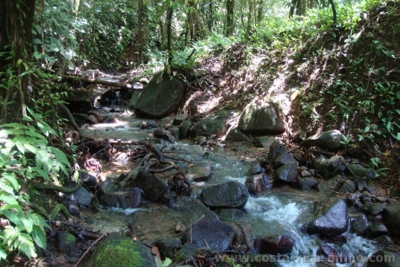 Osa; 2.9 ha Finca mit 10 % Wald und 90 % Weiden bei Osa - Golfito