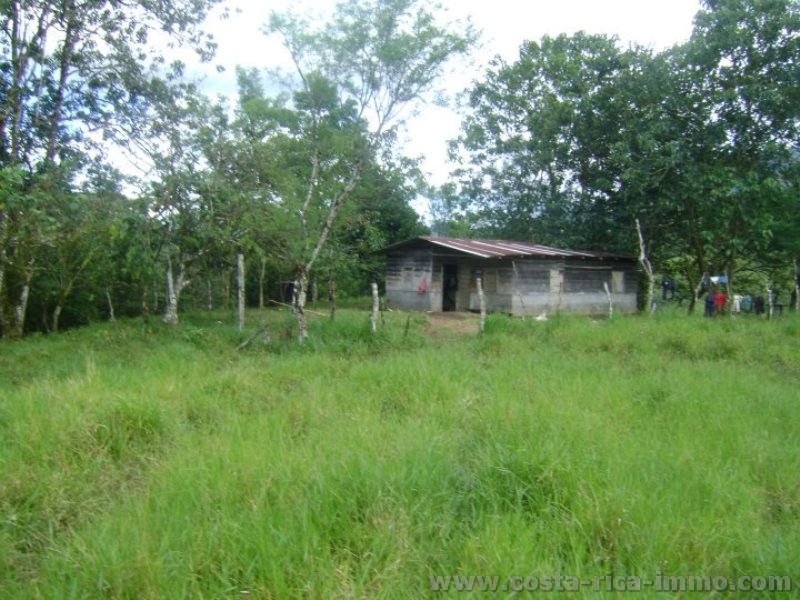 Coto Brus: 15 ha Finca mit viel Weiden, Wald und Bach