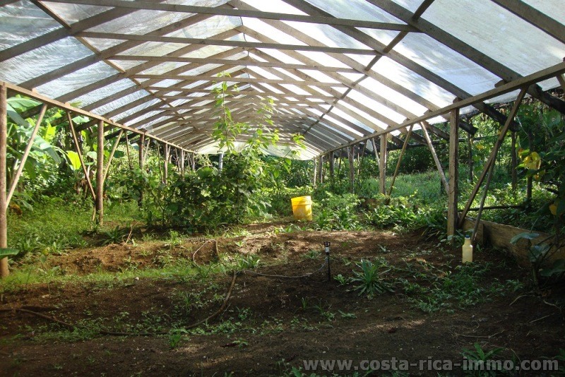 Coto Brus: 27 ha Finca mit 2 einfachen H�usern,viel Weiden, Wald, B�che und Quellen