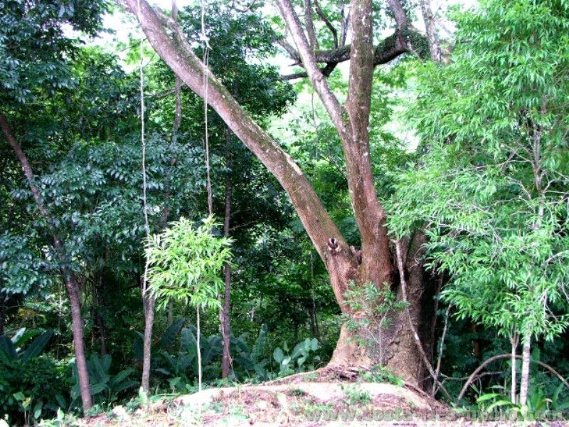 Samara - \"Lot Taranta\" with 13,540 m2 is a unique property