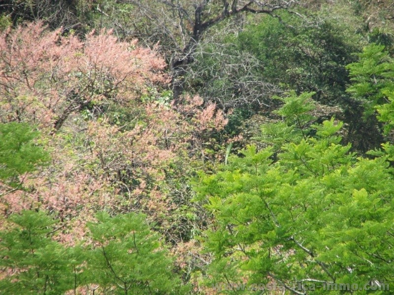 Samara - (Lote cocobolo) plots in exclusive location