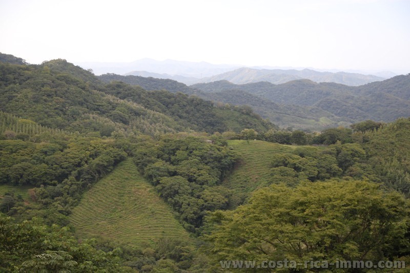 Teak-Plantation Farm mit 95 ha bei Nicoya zu verkaufen