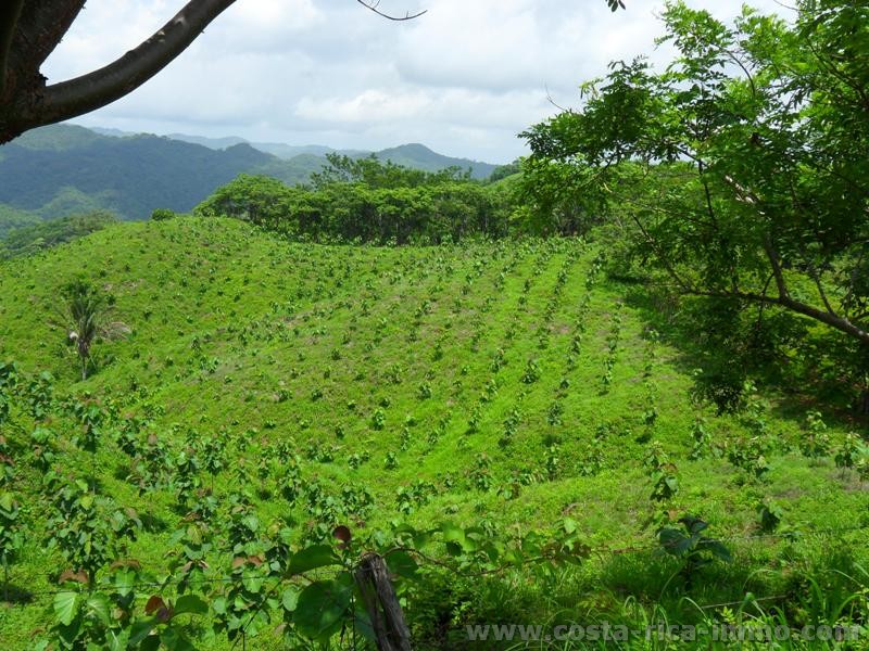 Teak-Plantation Farm mit 122 ha bei Santa Cruz zu verkaufen