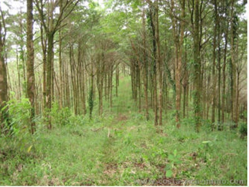 Unschlagbarer Preis, 1,410 ha Teakfarm in der Region San Carlos