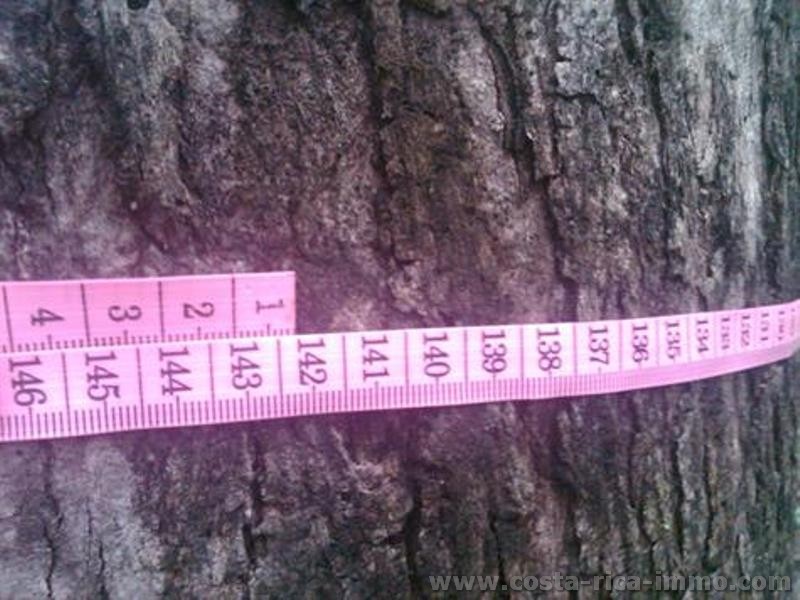 Gigantisches Teak zu verkaufen, Farm mit 56 ha in Guanacaste