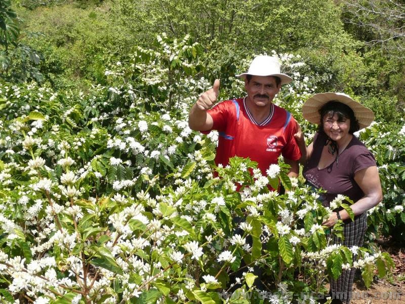 Costa Rica Coffee Farm; 50,000 Profit Berlin, San Ramon Central