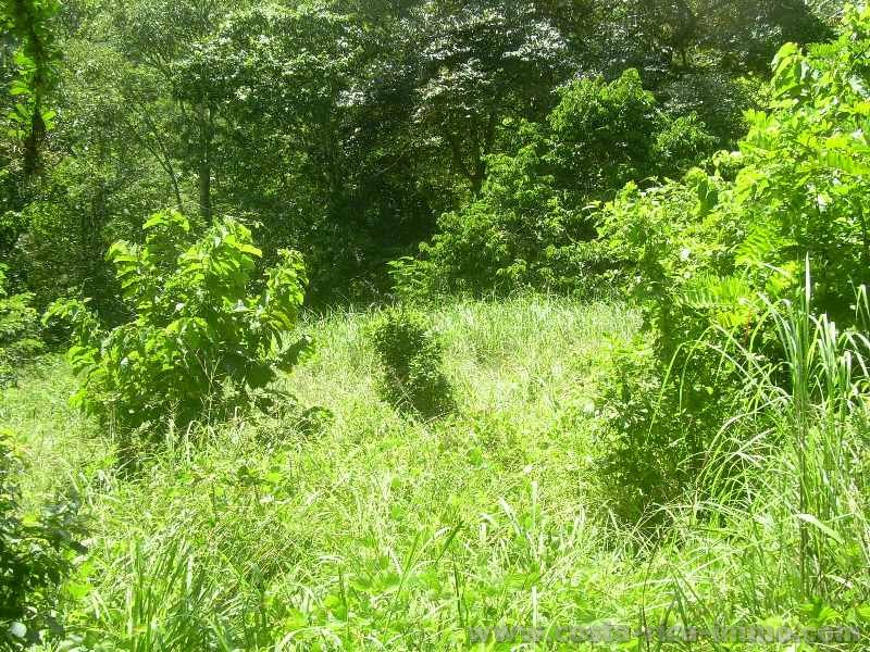 Precio de la propiedad en costa rica zapote