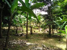 Organic cocoa-banana plantation, for sale at Cahuita