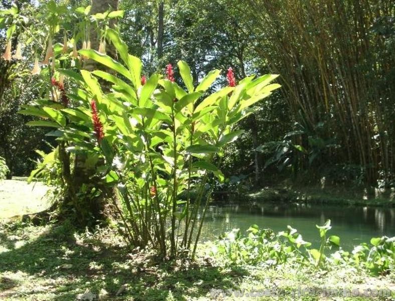 9 Ha De Para so Tropical Con La Casa Principal Casa De Hu spedes 
