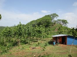 Plantación de teca, Finca con 94 ha en Santa Cruz en venta