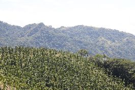 Teak Plantation farm with 34.4 ha for sale at Guanacaste