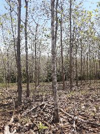 Teak-Farm mit 38 ha und ca. 7,000 BÃ¤umen und Sicht aufs Meer, bei Parrita zu verkaufen