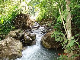 Venta, 100 hectÃ¡reas agrÃ­colas, con una hermosa vista del bosque, manantiales, rÃ­os en Osa