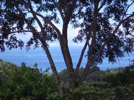 For sale, 9.8 ha of land with beautiful sea view at Vereda La Yerba, Pavones