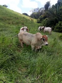 Farm mit 215 ha zwischen Jaco y Turrubares zu verkaufen