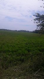 Farm with 213 ha, very flat, for sale at Quepos