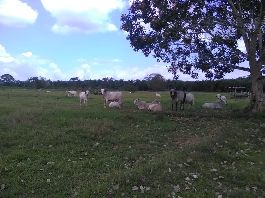 Finca con 119,5 ha, 60 ha de pastos, 60 palmeras a solo 6 km de la playa Vanegas de Osa