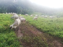 Rancho ganadero de 982 ha, a 20 minutos de Jaco