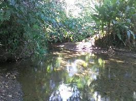 Farm mit 322 ha, 78 ha Ölpalme, 90 ha Wald und 185 ha Weiden, bei Puerto Jiménez