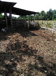 Farm, sehr eben mit 45 ha nur 4 km vom Strand Playa RincÃ³n