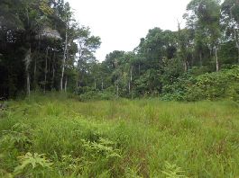 Finca de 2.8 ha con pradera y bosque cerca del Golfo Dulce