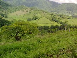 Top offer, 42 ha farm, with house, staff house, pastures, 1.5 ha mangoes, etc. at Jicaral