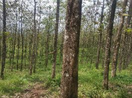 Oportunidad de inversión en terrenos de teca en Miravalles en Costa Rica