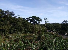 Se vende hermosa parcela edificable de 15,492 m2 en la naturaleza cerca de Cahuita