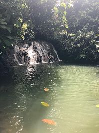 Hermosa finca de 100 ha en Cahuita, con mucha jungla, cascadas y maravillosas vistas al mar.